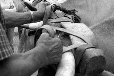 Iconographie - Journée d'étude du liage des bovins, à la ferme du Puy du Fou