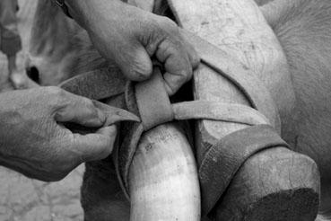 Iconographie - Journée d'étude du liage des bovins, à la ferme du Puy du Fou