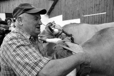 Iconographie - Journée d'étude du liage des bovins, à la ferme du Puy du Fou