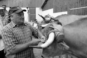 Iconographie - Journée d'étude du liage des bovins, à la ferme du Puy du Fou