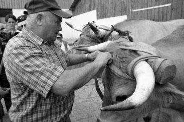 Iconographie - Journée d'étude du liage des bovins, à la ferme du Puy du Fou