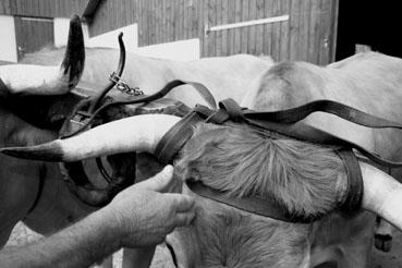 Iconographie - Journée d'étude du liage des bovins, à la ferme du Puy du Fou