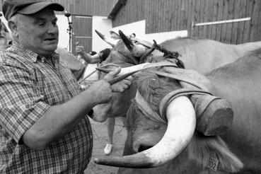 Iconographie - Journée d'étude du liage des bovins, à la ferme du Puy du Fou