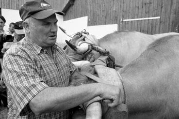 Iconographie - Journée d'étude du liage des bovins, à la ferme du Puy du Fou