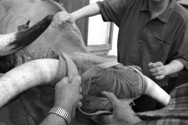 Iconographie - Journée d'étude du liage des bovins, à la ferme du Puy du Fou