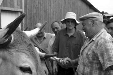 Iconographie - Journée d'étude du liage des bovins, à la ferme du Puy du Fou