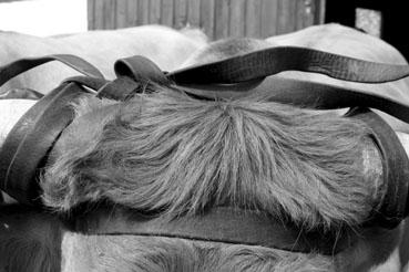 Iconographie - Journée d'étude du liage des bovins, à la ferme du Puy du Fou