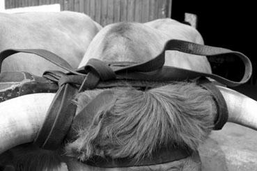 Iconographie - Journée d'étude du liage des bovins, à la ferme du Puy du Fou