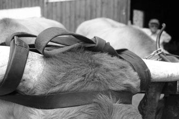 Iconographie - Journée d'étude du liage des bovins, à la ferme du Puy du Fou