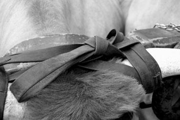 Iconographie - Journée d'étude du liage des bovins, à la ferme du Puy du Fou