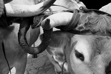 Iconographie - Journée d'étude du liage des bovins, à la ferme du Puy du Fou