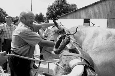 Iconographie - Journée d'étude du liage des bovins, à la ferme du Puy du Fou