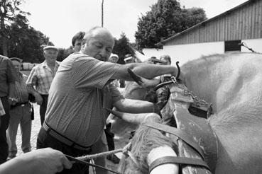 Iconographie - Journée d'étude du liage des bovins, à la ferme du Puy du Fou