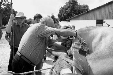Iconographie - Journée d'étude du liage des bovins, à la ferme du Puy du Fou