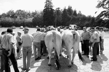 Iconographie - Journée d'étude du liage des bovins, à la ferme du Puy du Fou