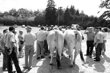 Iconographie - Journée d'étude du liage des bovins, à la ferme du Puy du Fou