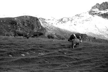 Iconographie - Fromagerie de Beaufort de Jean dans l'alpage