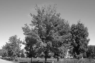 Iconographie - Baie-Saint-Paul - Erable au centre agricole