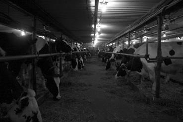 Iconographie - Hébertville - Bâtiments agricoles et les vaches