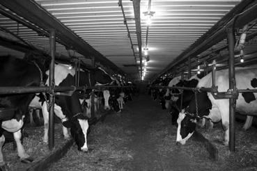 Iconographie - Hébertville - Bâtiments agricoles et les vaches
