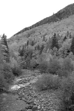 Iconographie - Sainte-Anne-des-Monts - Forêt de la réserve faunistique