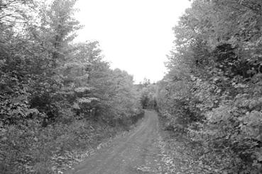 Iconographie - Sainte-Anne-des-Monts - Forêt de la réserve faunistique