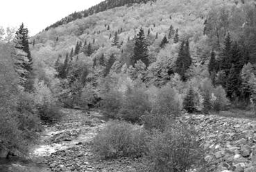 Iconographie - Sainte-Anne-des-Monts - Forêt de la réserve faunistique