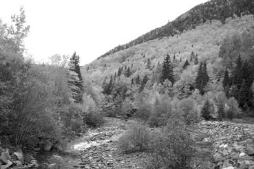 Iconographie - Sainte-Anne-des-Monts - Forêt de la réserve faunistique