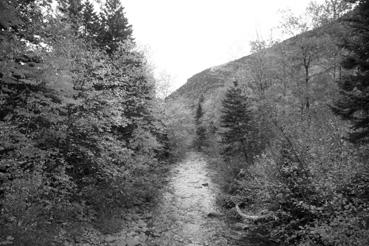 Iconographie - Sainte-Anne-des-Monts - Forêt de la réserve faunistique