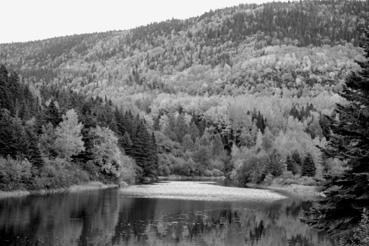 Iconographie - Grande-Vallée - La forêt d'érable