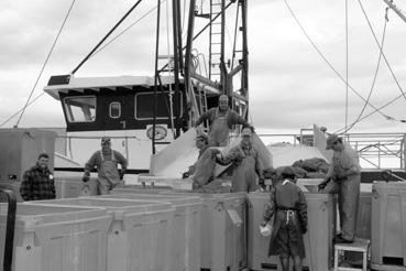 Iconographie - Rivière-au-Renard - Port de pêche, débarquement de crevettes