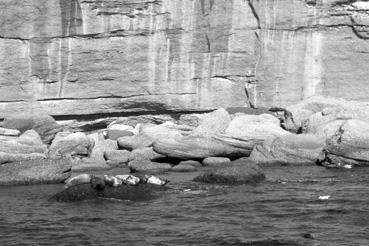 Iconographie - Percé - Ile de Bonnaventure, des phoques