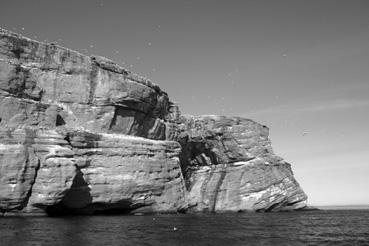 Iconographie - Percé - Ile de Bonnaventure : la colonie de fous de Bassan