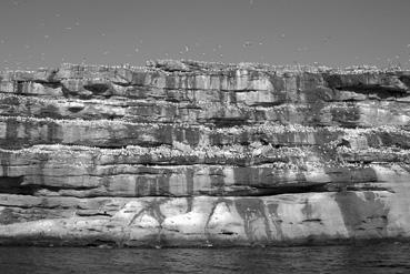 Iconographie - Percé - Ile de Bonnaventure : la colonie de fous de Bassan