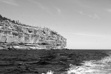 Iconographie - Percé - Ile de Bonnaventure : la colonie de fous de Bassan