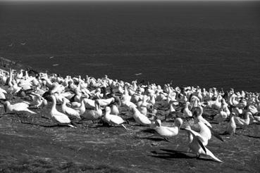 Iconographie - Percé - Ile de Bonnaventure : la colonie de fous de Bassan