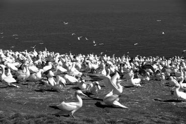 Iconographie - Percé - Ile de Bonnaventure : la colonie de fous de Bassan