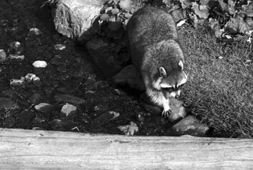 Iconographie - Bonnaventure - Animaux du Bioparc