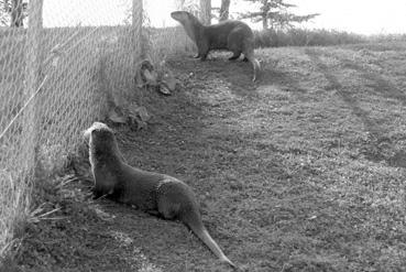 Iconographie - Bonnaventure - Animaux du Bioparc