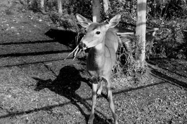 Iconographie - Bonnaventure - Animaux du Bioparc