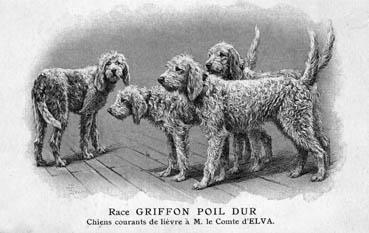 Iconographie - Race Griffon Poil Dur