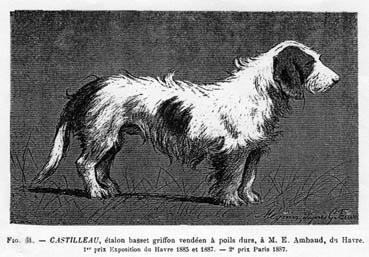 Iconographie - Basset Griffon vendéen - Castilleau