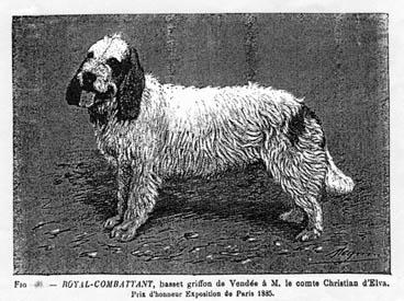 Iconographie - Basset Griffon vendéen - Royal Combattant