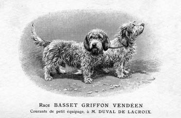 Iconographie - Race Basset Griffon vendéen