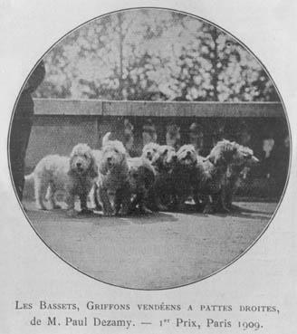 Iconographie - Les Bassets Griffons vendéens à pattes droites, de M. Paul Désamy