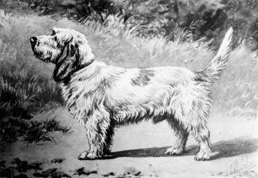 Iconographie - Basset Griffon vendéen - Champion Farino de la Levraudière