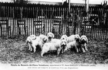 Iconographie - Meute de bassets Griffons vendéens appartenant à M. Henri Baillet