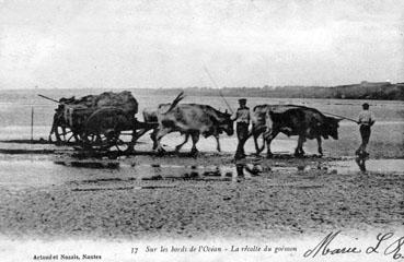 Iconographie - Sur le bord de l'océan - La récolte du goémon