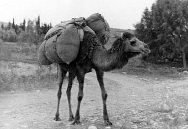 Iconographie - Algérie - Chameau portant des marchandises