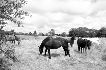 Iconographie - Chevaux sur la route du Mailleau